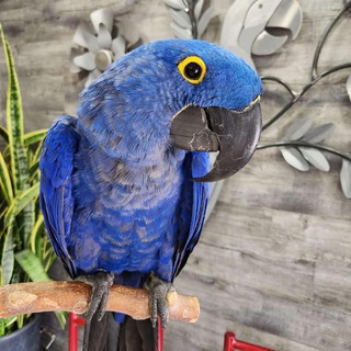 Parrots and birds for adoption image